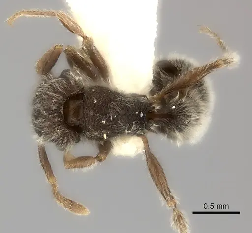 Tetramorium constanciae specimen CASENT0217965 image casent0217965_1