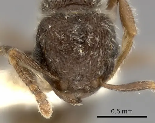 Tetramorium constanciae specimen CASENT0217965 image casent0217965_2