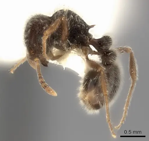 Tetramorium constanciae specimen CASENT0217965 image casent0217965_3