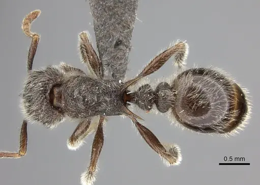 Tetramorium constanciae specimen CASENT0235781 image casent0235781_1
