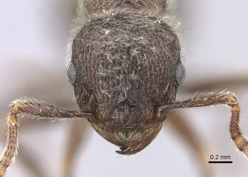 Tetramorium constanciae specimen CASENT0235781 image casent0235781_2