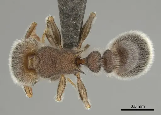 Tetramorium constanciae specimen CASENT0257067 image casent0257067_1