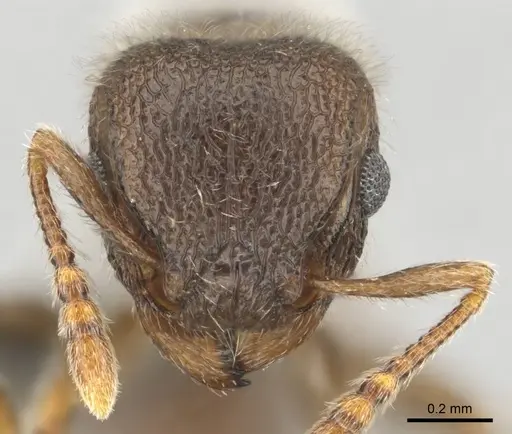 Tetramorium constanciae specimen CASENT0257067 image casent0257067_2