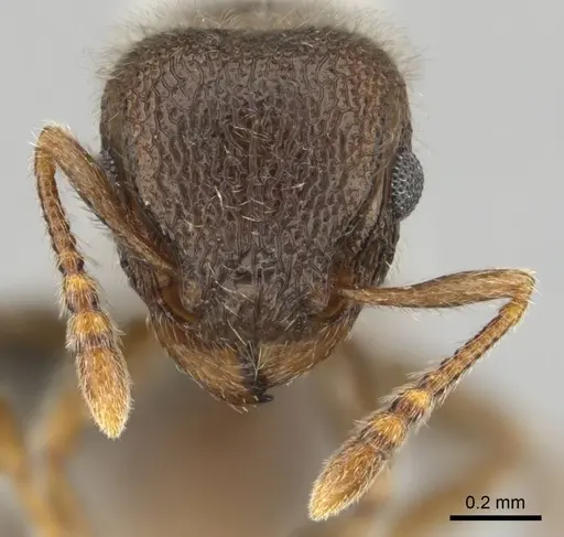 Tetramorium constanciae specimen CASENT0257067 image casent0257067_3
