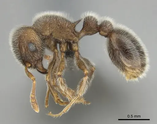 Tetramorium constanciae specimen CASENT0257067 image casent0257067_4