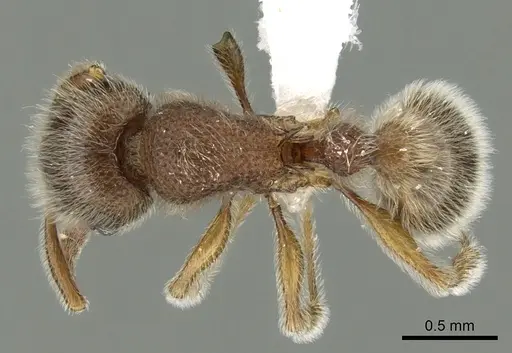 Tetramorium constanciae specimen CASENT0413084 image casent0413084_1