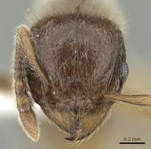 Tetramorium constanciae specimen CASENT0413084 image casent0413084_2