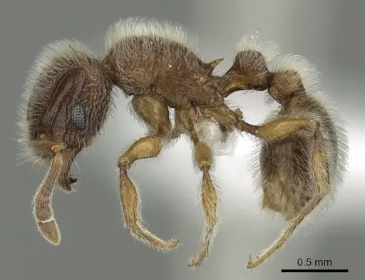 Tetramorium constanciae specimen CASENT0413084 image casent0413084_3