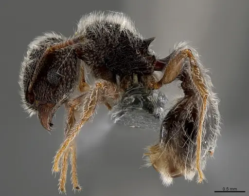 Tetramorium constanciae specimen CASENT0784503 image casent0784503_1