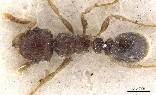 Tetramorium constanciae specimen CASENT0901136 image casent0901136_1