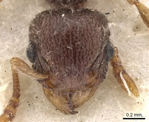 Tetramorium constanciae specimen CASENT0901136 image casent0901136_2