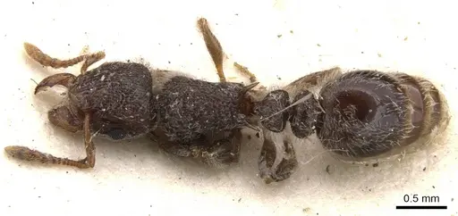 Tetramorium constanciae specimen CASENT0901137 image casent0901137_1