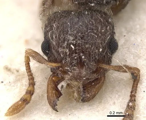 Tetramorium constanciae specimen CASENT0901137 image casent0901137_2