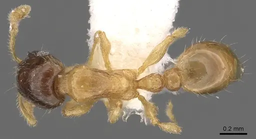 Tetramorium convexum specimen CASENT0901211 image casent0901211_1