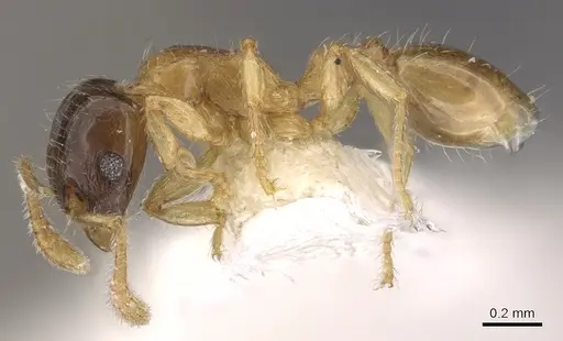 Tetramorium convexum specimen CASENT0901211 image casent0901211_3