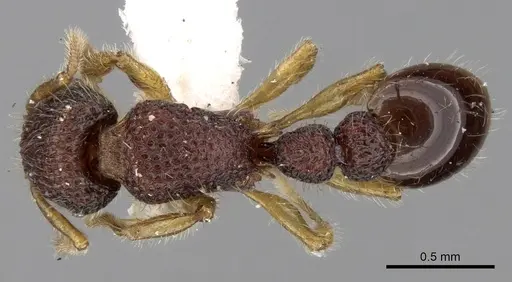 Tetramorium coonoorense specimen CASENT0280875 image casent0280875_1