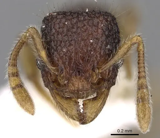 Tetramorium coonoorense specimen CASENT0280875 image casent0280875_2