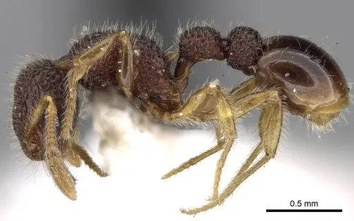 Tetramorium coonoorense specimen CASENT0280875 image casent0280875_3