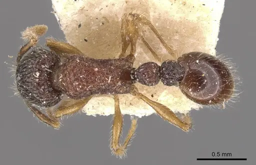 Tetramorium coonoorense specimen CASENT0909165 image casent0909165_1