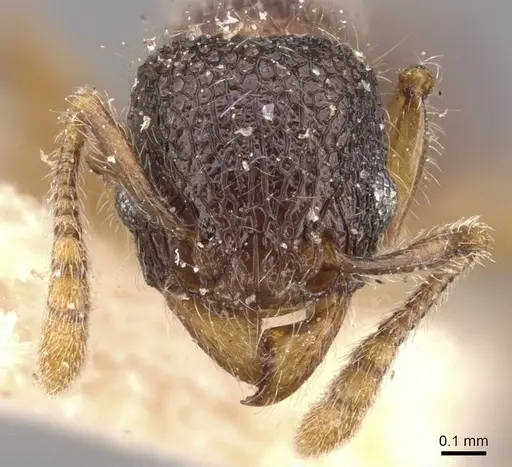 Tetramorium coonoorense specimen CASENT0909165 image casent0909165_2