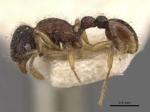 Tetramorium coonoorense specimen CASENT0909165 image casent0909165_3