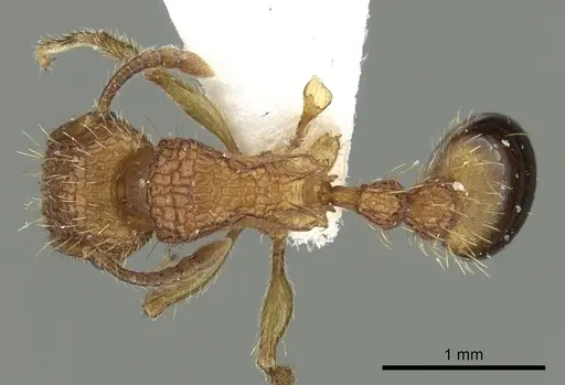 Tetramorium cristatum specimen CASENT0217222 image casent0217222_1
