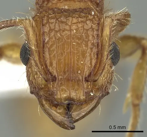 Tetramorium cristatum specimen CASENT0217222 image casent0217222_2