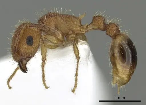 Tetramorium cristatum specimen CASENT0217222 image casent0217222_3