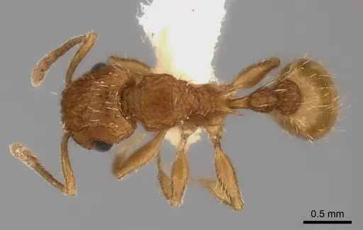 Tetramorium cristatum specimen CASENT0217966 image casent0217966_1