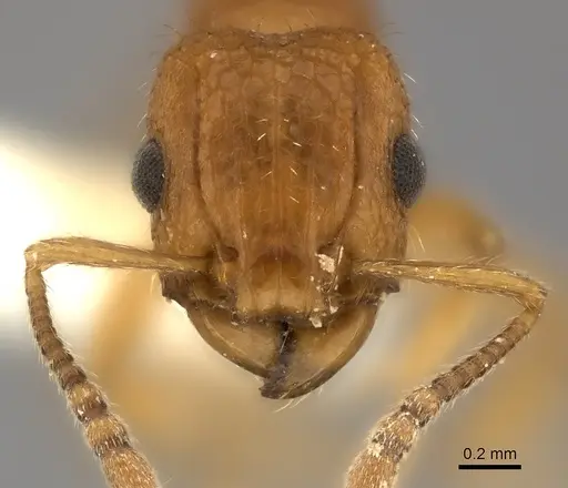 Tetramorium cristatum specimen CASENT0217966 image casent0217966_2