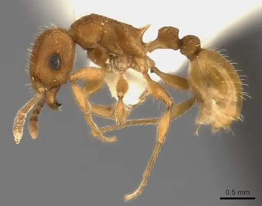 Tetramorium cristatum specimen CASENT0217966 image casent0217966_3