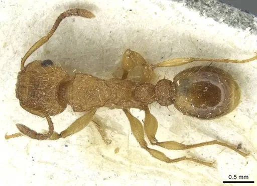 Tetramorium cristatum specimen CASENT0915002 image casent0915002_1