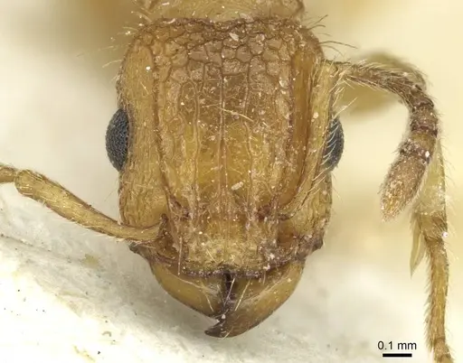 Tetramorium cristatum specimen CASENT0915002 image casent0915002_2