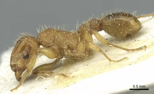 Tetramorium cristatum specimen CASENT0915002 image casent0915002_3
