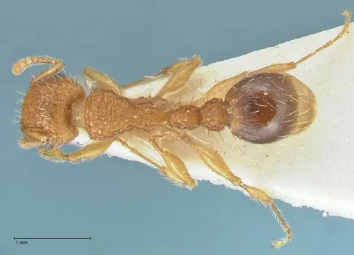 Tetramorium cristatum specimen FOCOL2096 image focol2096_1