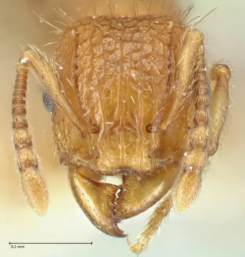 Tetramorium cristatum specimen FOCOL2096 image focol2096_2