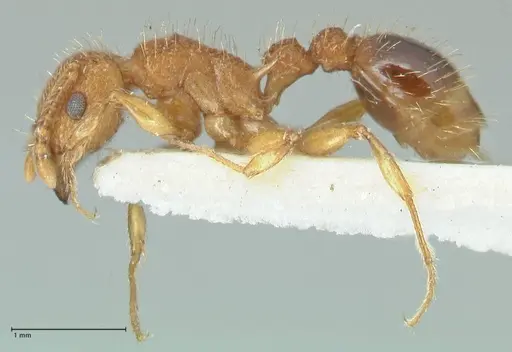 Tetramorium cristatum specimen FOCOL2096 image focol2096_3