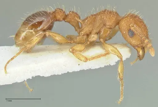 Tetramorium cristatum specimen FOCOL2096 image focol2096_4
