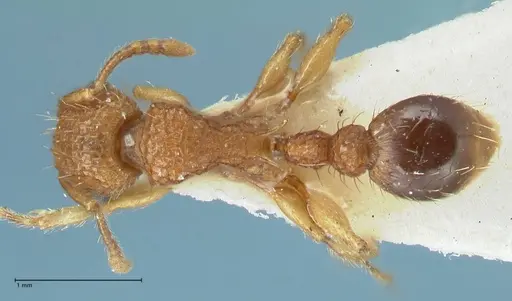Tetramorium cristatum specimen FOCOL2097 image focol2097_1