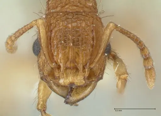 Tetramorium cristatum specimen FOCOL2097 image focol2097_2