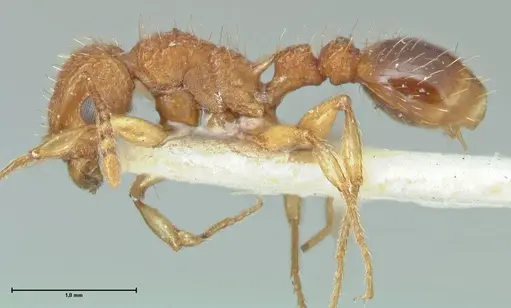Tetramorium cristatum specimen FOCOL2097 image focol2097_3