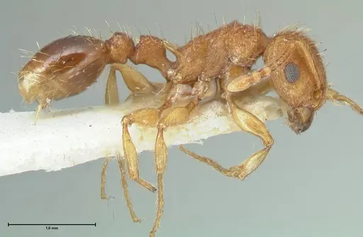 Tetramorium cristatum specimen FOCOL2097 image focol2097_4