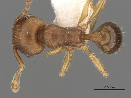Tetramorium critchleyi specimen CASENT0901033 image casent0901033_1