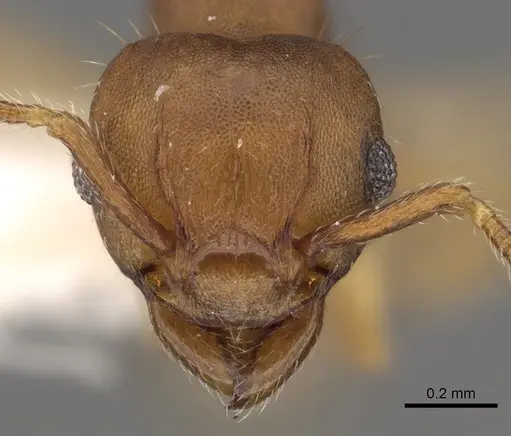 Tetramorium critchleyi specimen CASENT0901033 image casent0901033_2