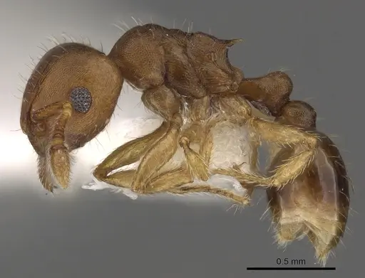 Tetramorium critchleyi specimen CASENT0901033 image casent0901033_3