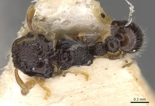 Tetramorium crypticum specimen CASENT0901141 image casent0901141_1