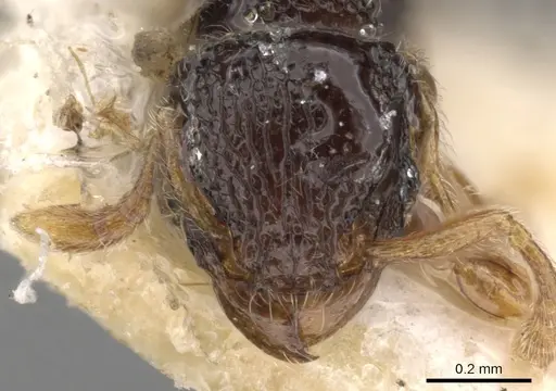 Tetramorium crypticum specimen CASENT0901141 image casent0901141_2