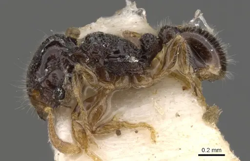 Tetramorium crypticum specimen CASENT0901141 image casent0901141_3