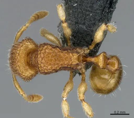 Tetramorium cuneinode specimen CASENT0276616 image casent0276616_1