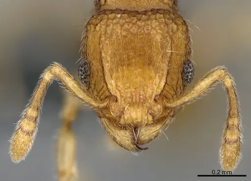 Tetramorium cuneinode specimen CASENT0276616 image casent0276616_2